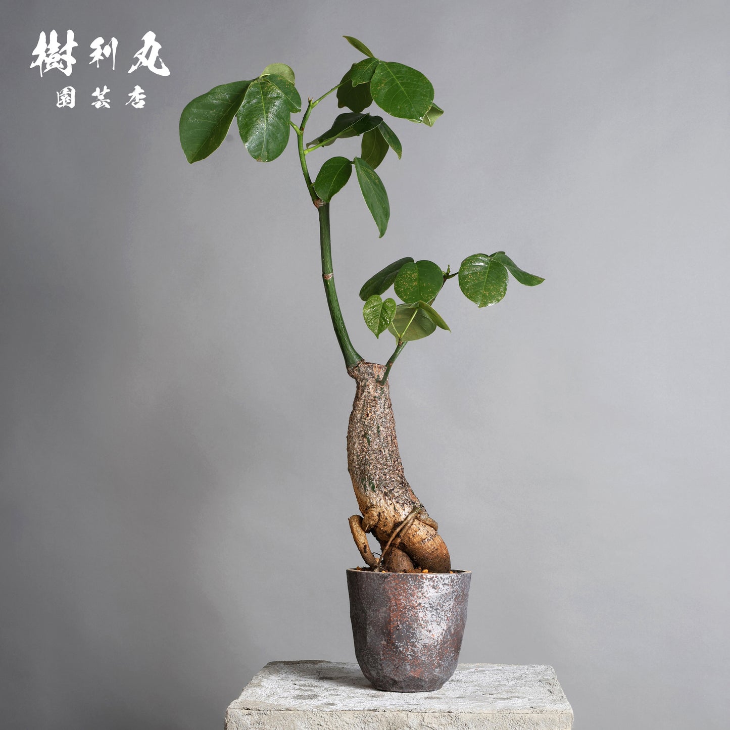 芯はねじる - ボンバックス