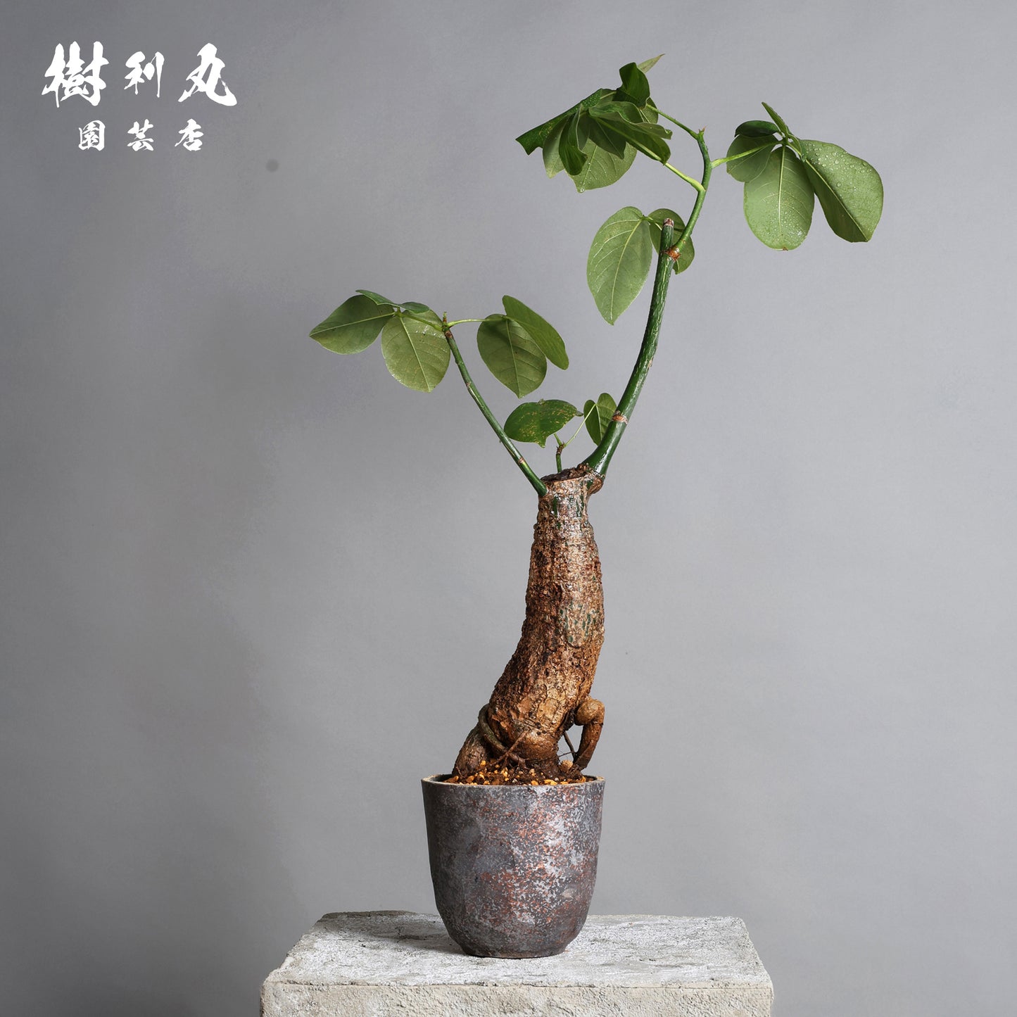 芯はねじる - ボンバックス