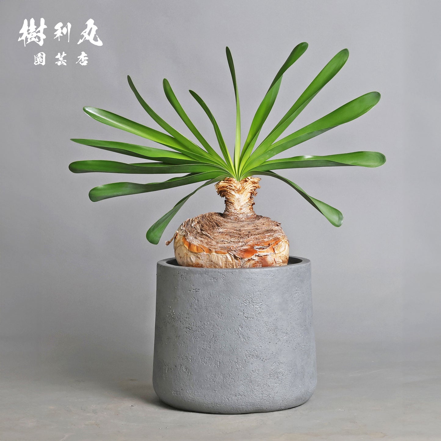 地中に、力を蓄えよ- ブーファン ハエマンソイテス