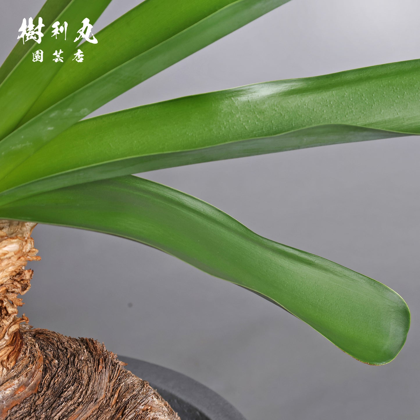 地中に、力を蓄えよ- ブーファン ハエマンソイテス