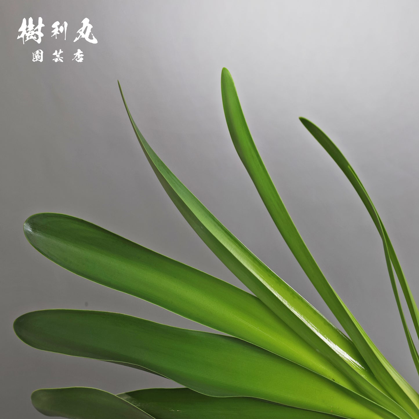 地中に、力を蓄えよ- ブーファン ハエマンソイテス