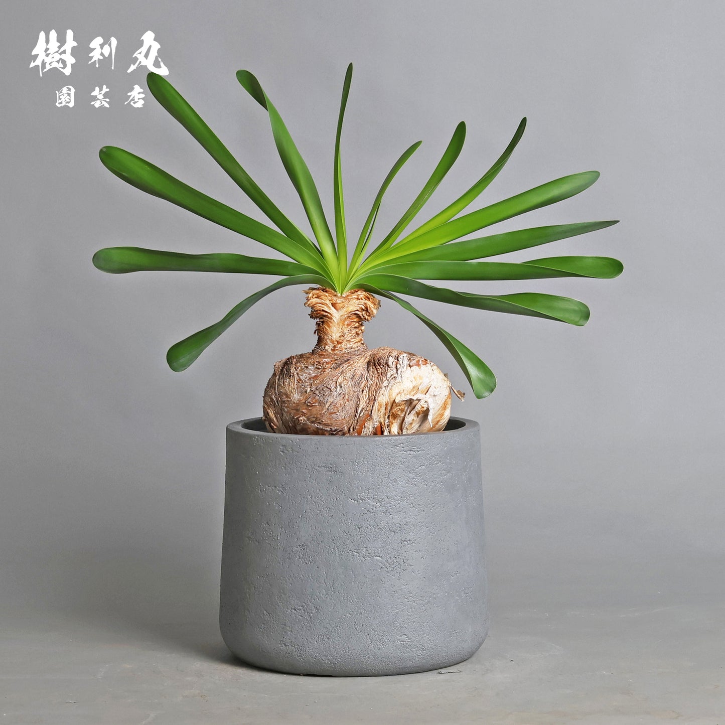 地中に、力を蓄えよ- ブーファン ハエマンソイテス