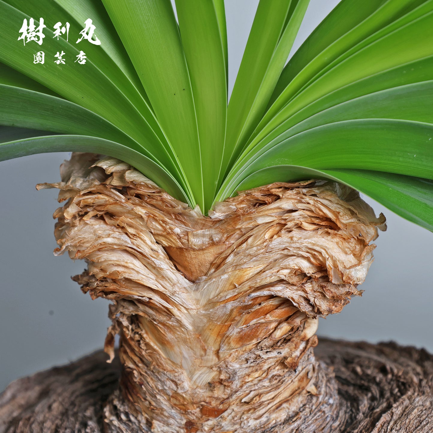 地中に、力を蓄えよ- ブーファン ハエマンソイテス