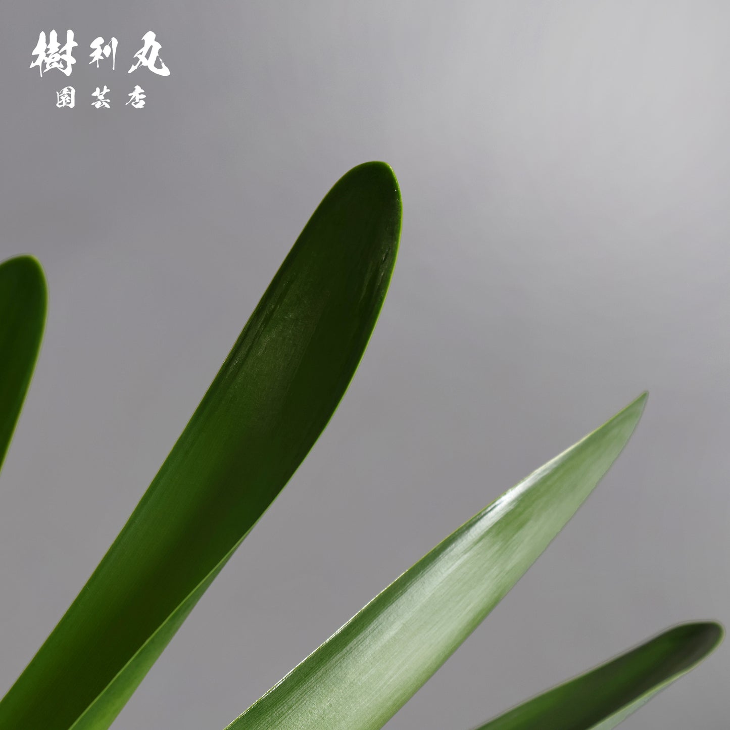 地中に、力を蓄えよ- ブーファン ハエマンソイテス