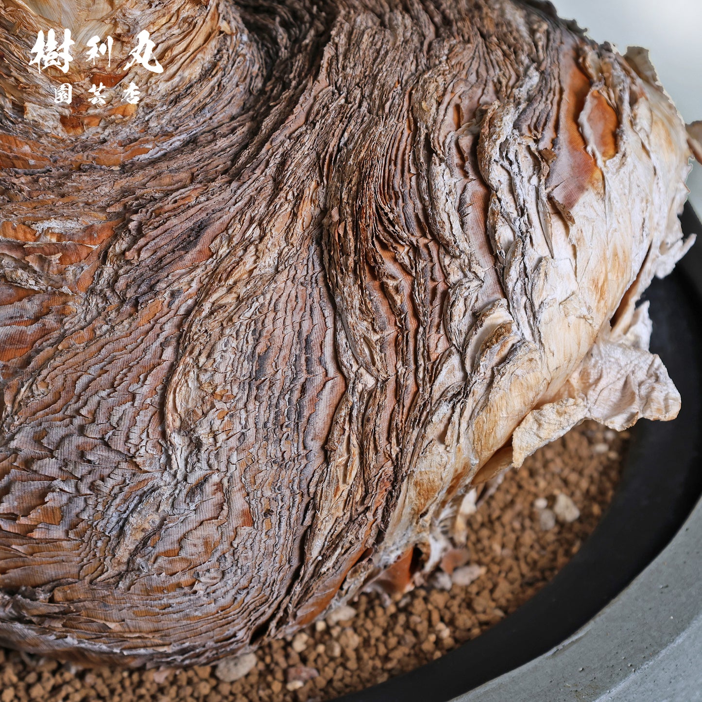 地中に、力を蓄えよ- ブーファン ハエマンソイテス