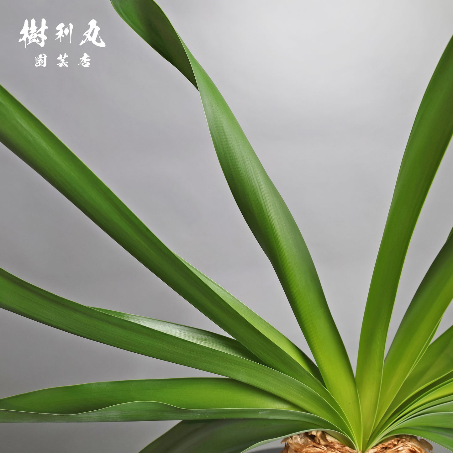 地中に、力を蓄えよ- ブーファン ハエマンソイテス