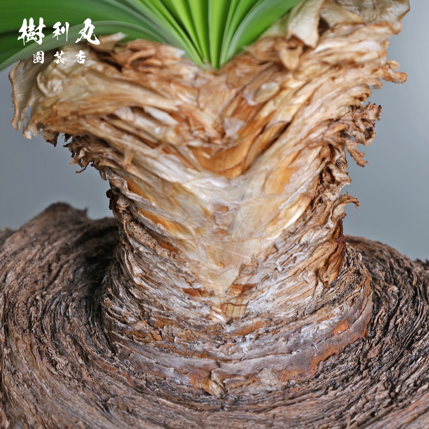 地中に、力を蓄えよ- ブーファン ハエマンソイテス