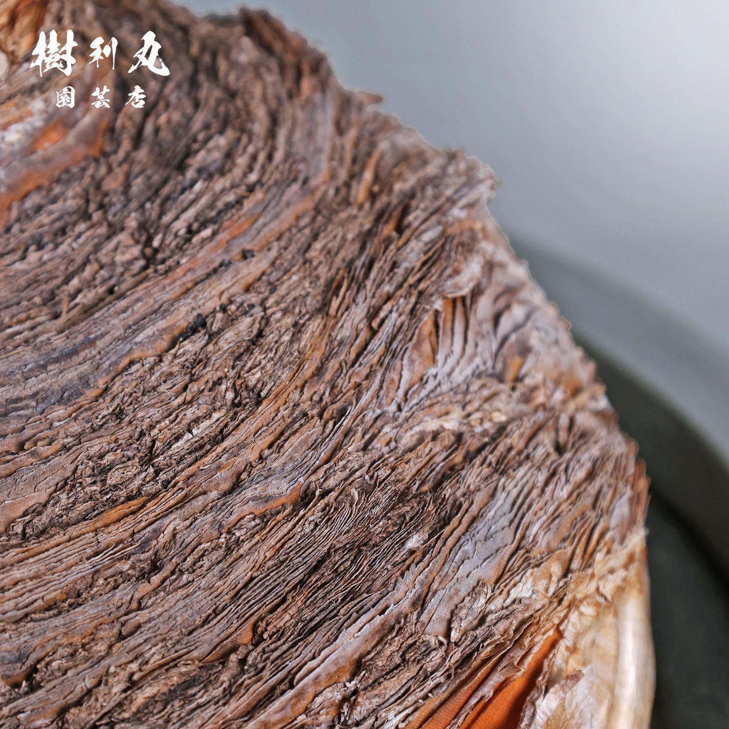 地中に、力を蓄えよ- ブーファン ハエマンソイテス