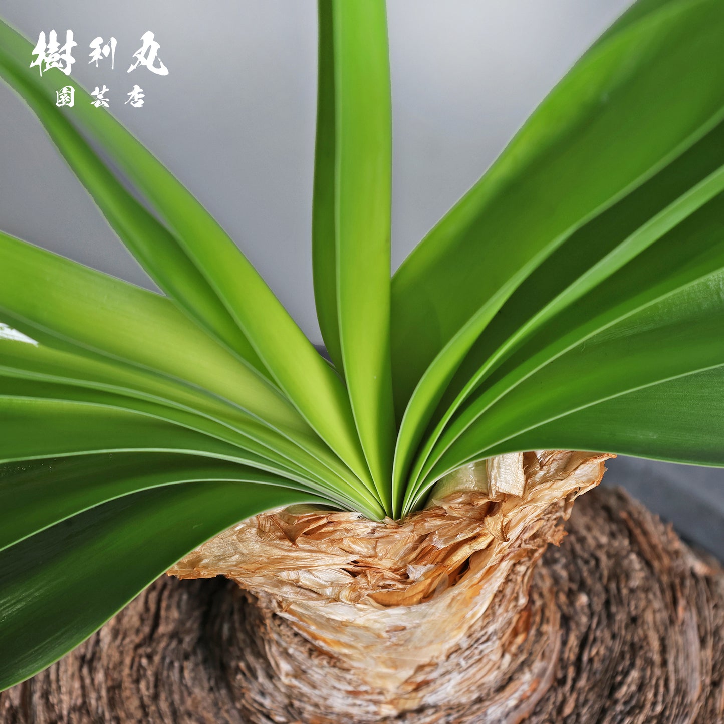 地中に、力を蓄えよ- ブーファン ハエマンソイテス