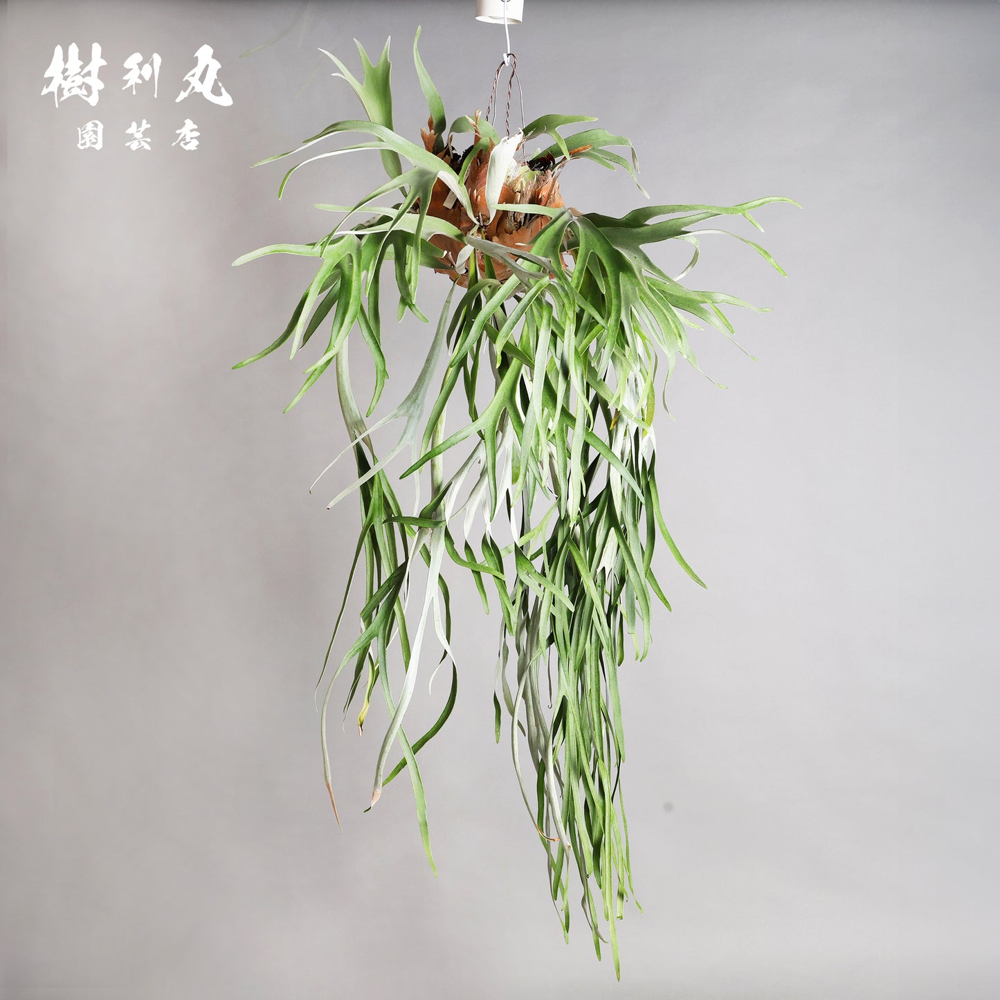 浮かぶ緑に、策あり - ビカクシダ