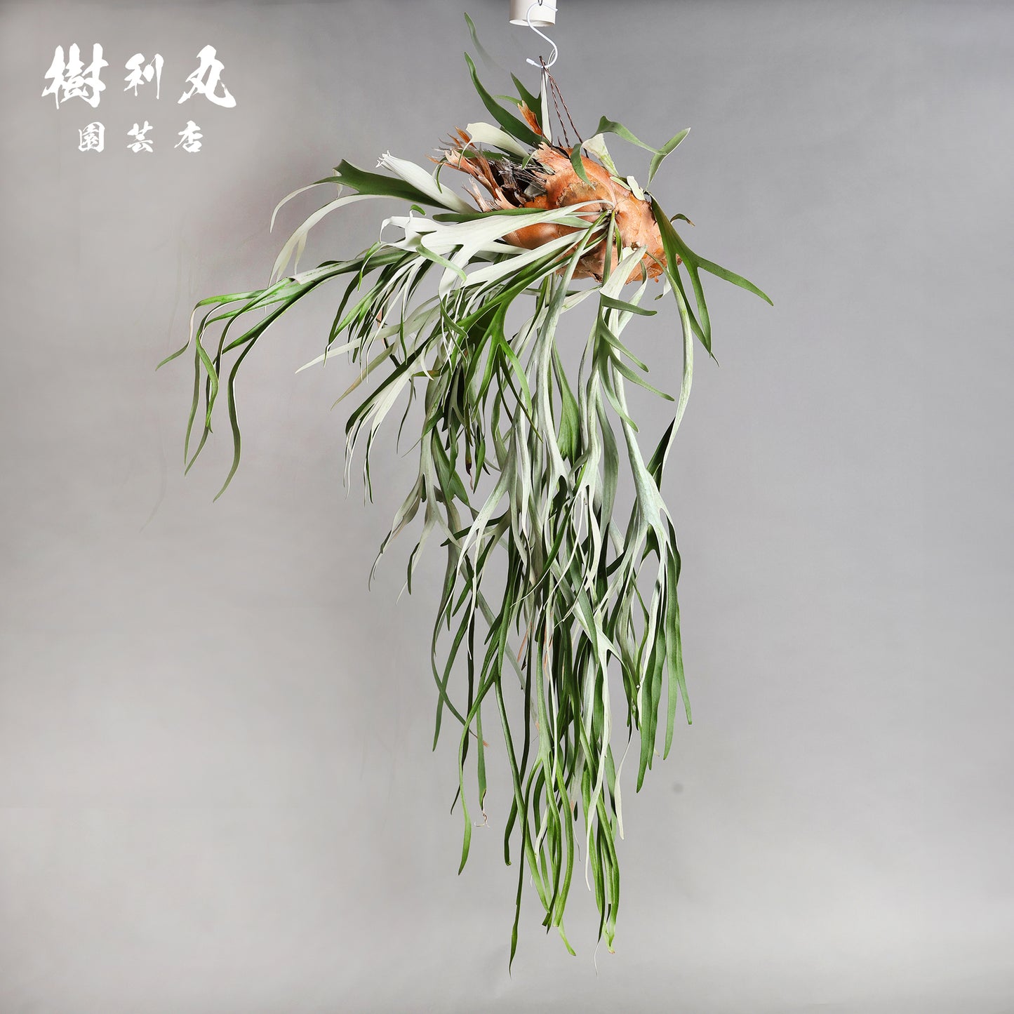 浮かぶ緑に、策あり - ビカクシダ