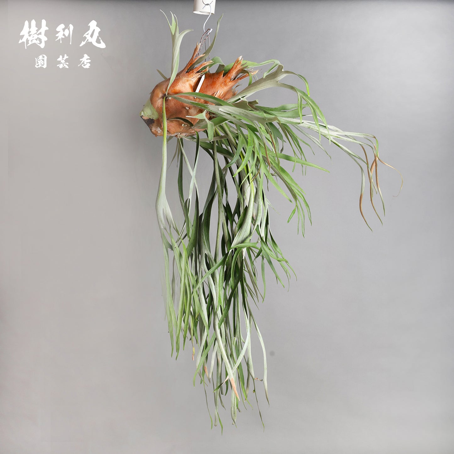 浮かぶ緑に、策あり - ビカクシダ