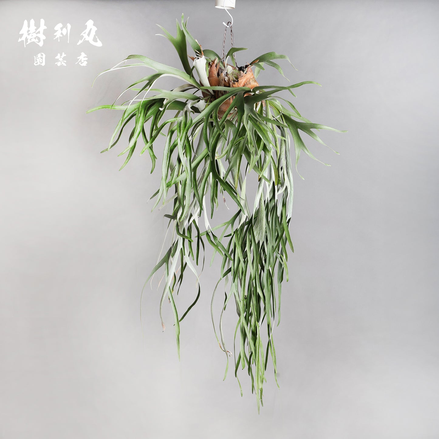 浮かぶ緑に、策あり - ビカクシダ