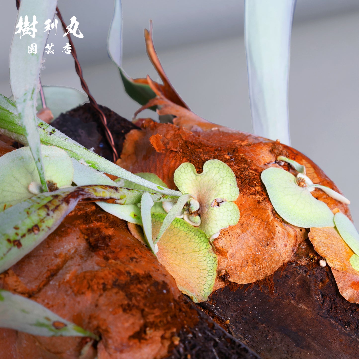 浮かぶ緑に、策あり - ビカクシダ