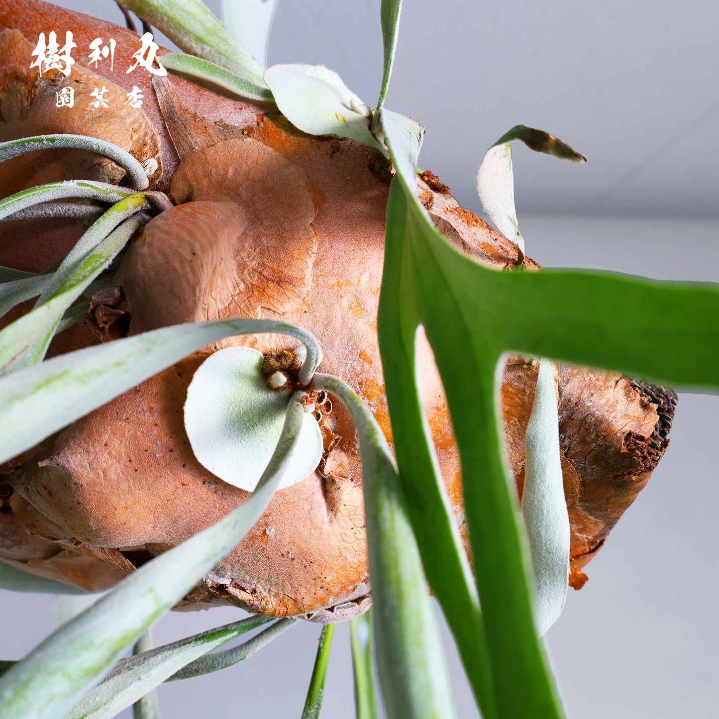 浮かぶ緑に、策あり - ビカクシダ