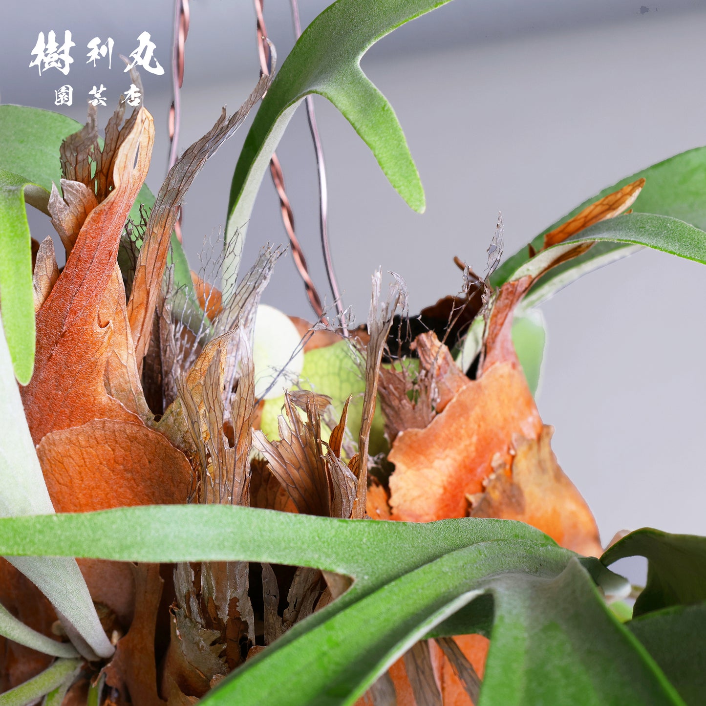 浮かぶ緑に、策あり - ビカクシダ