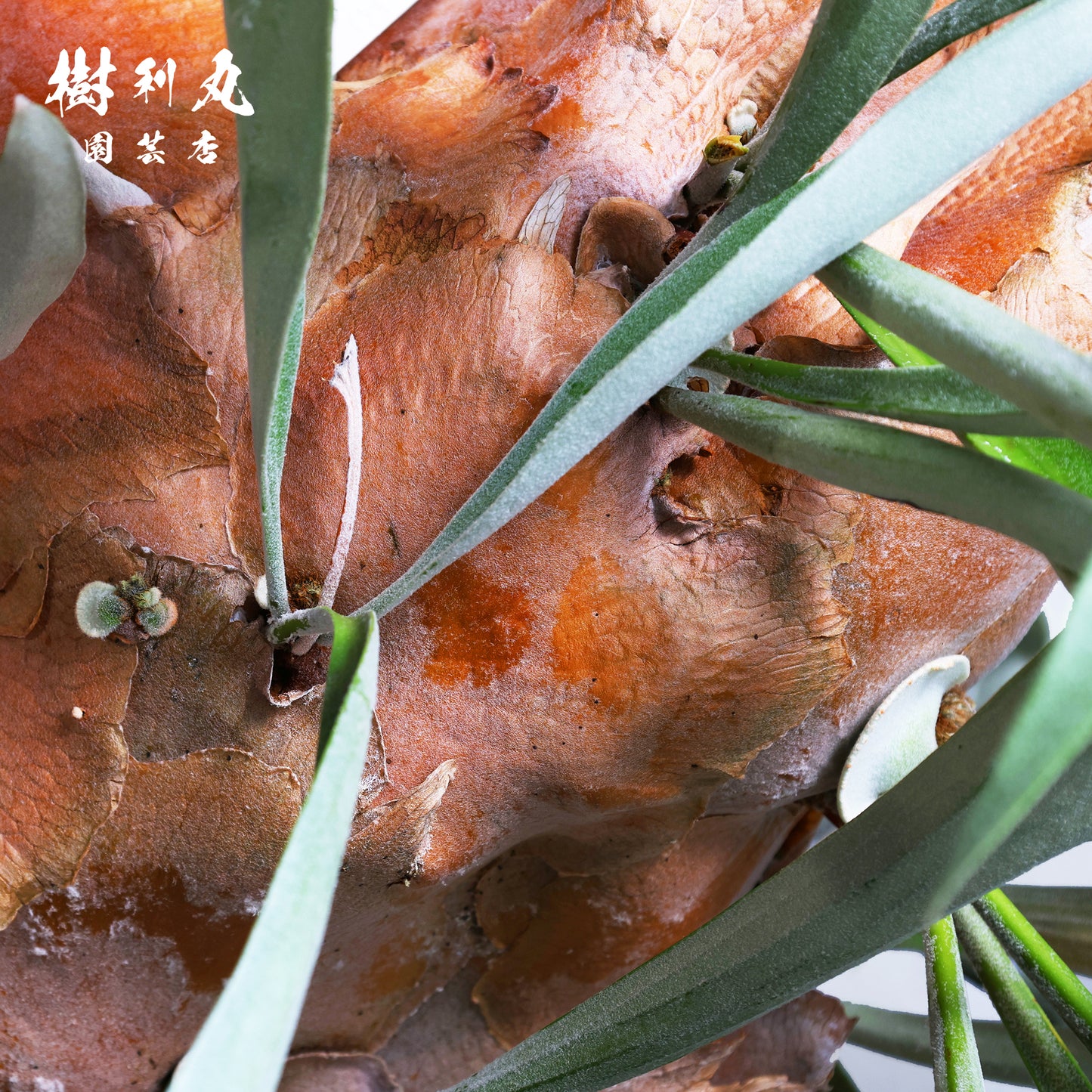 浮かぶ緑に、策あり - ビカクシダ