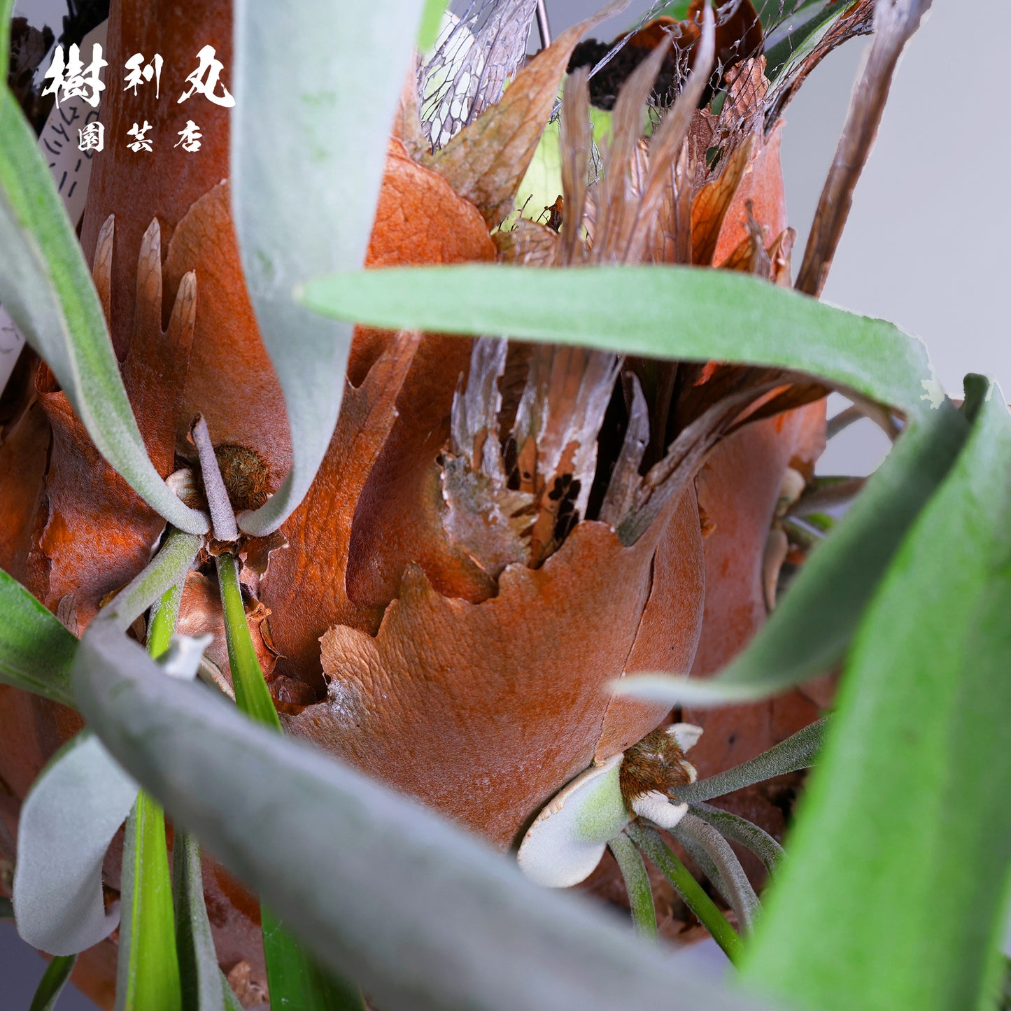 浮かぶ緑に、策あり - ビカクシダ