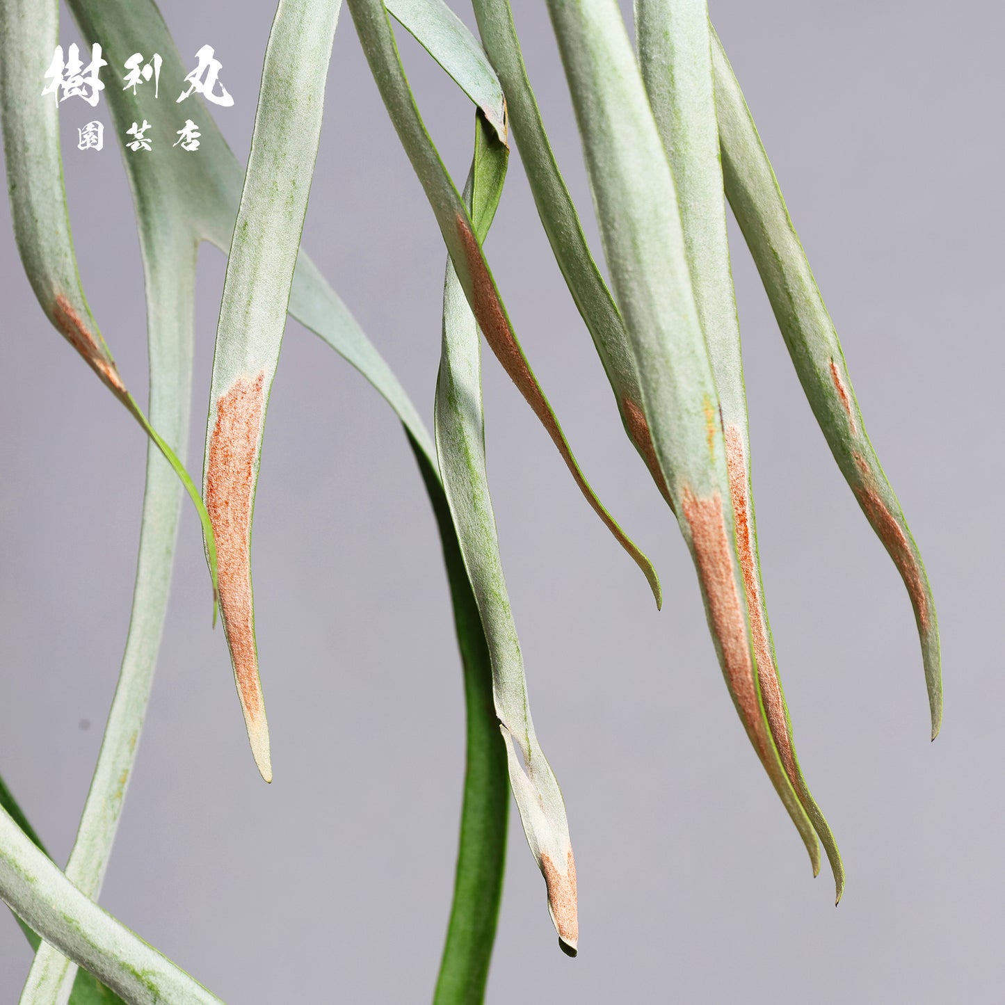 浮かぶ緑に、策あり - ビカクシダ