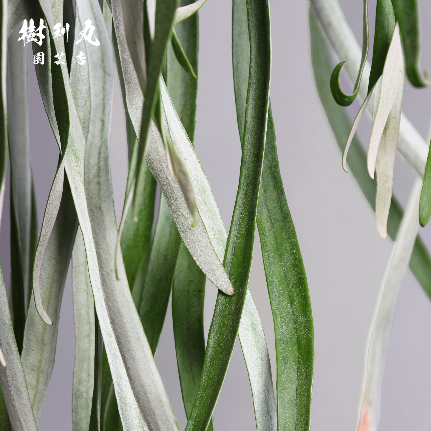 浮かぶ緑に、策あり - ビカクシダ