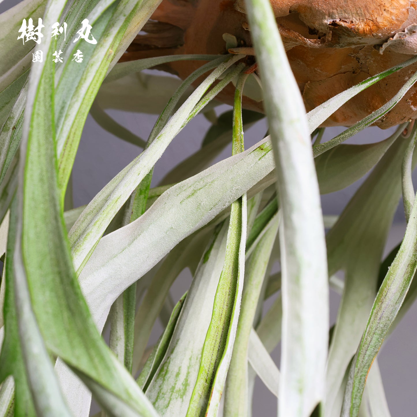 浮かぶ緑に、策あり - ビカクシダ