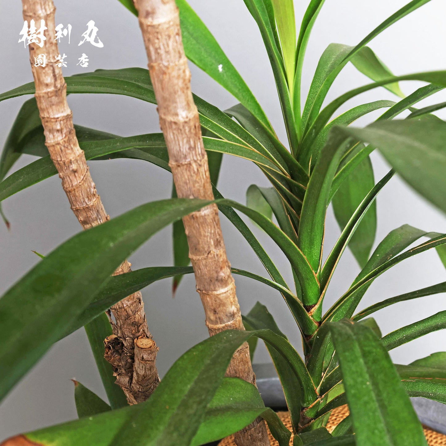 揺れながら、揺るがない - コルジリネ・ストリクタ