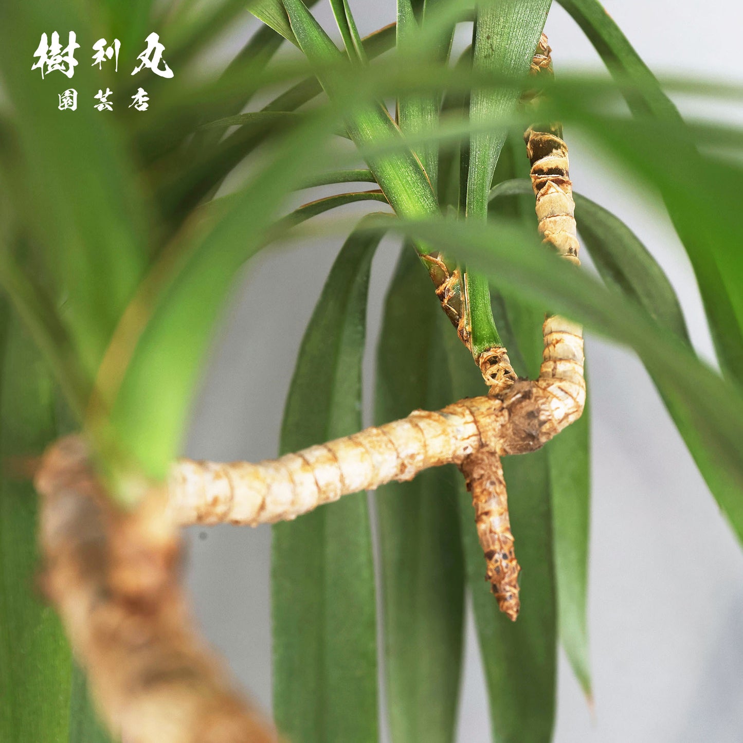 揺れながら、揺るがない - コルジリネ・ストリクタ