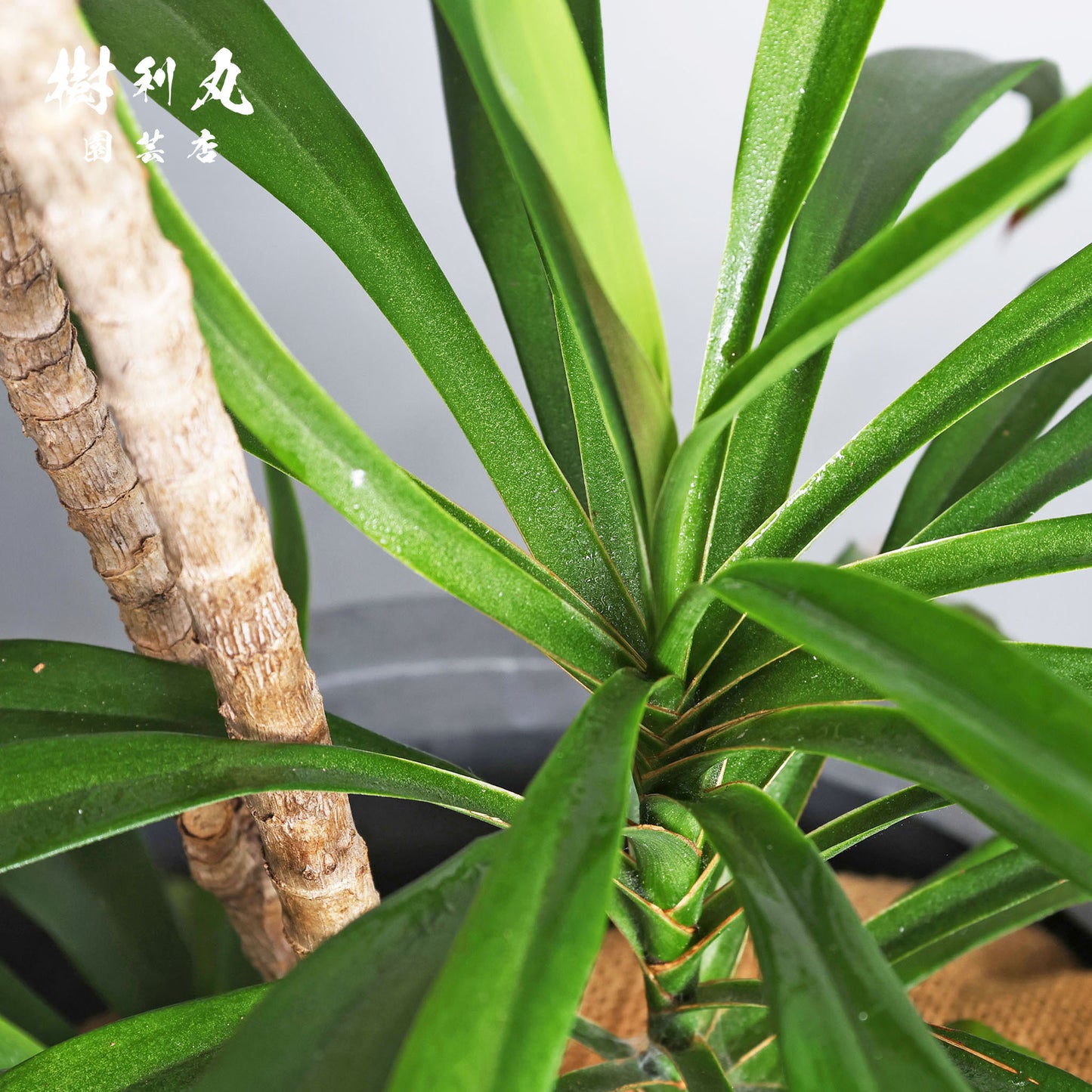 揺れながら、揺るがない - コルジリネ・ストリクタ