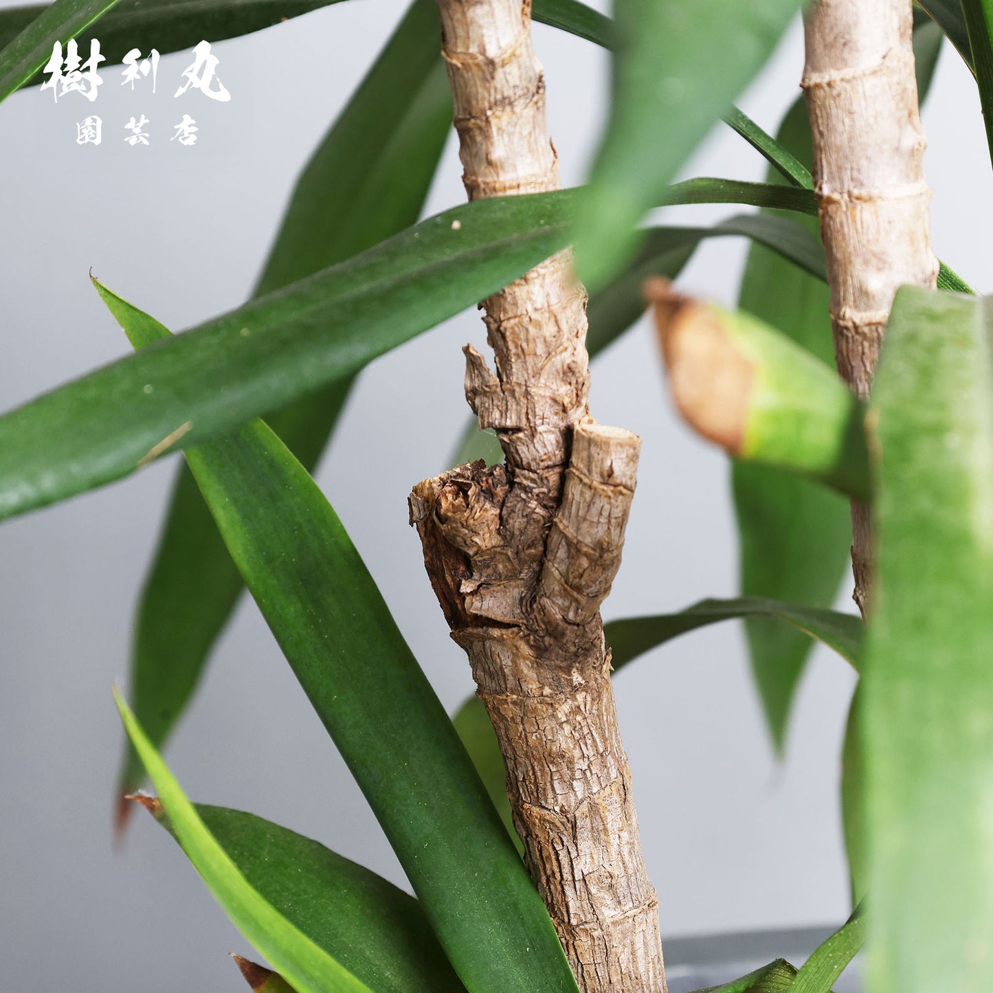 揺れながら、揺るがない - コルジリネ・ストリクタ