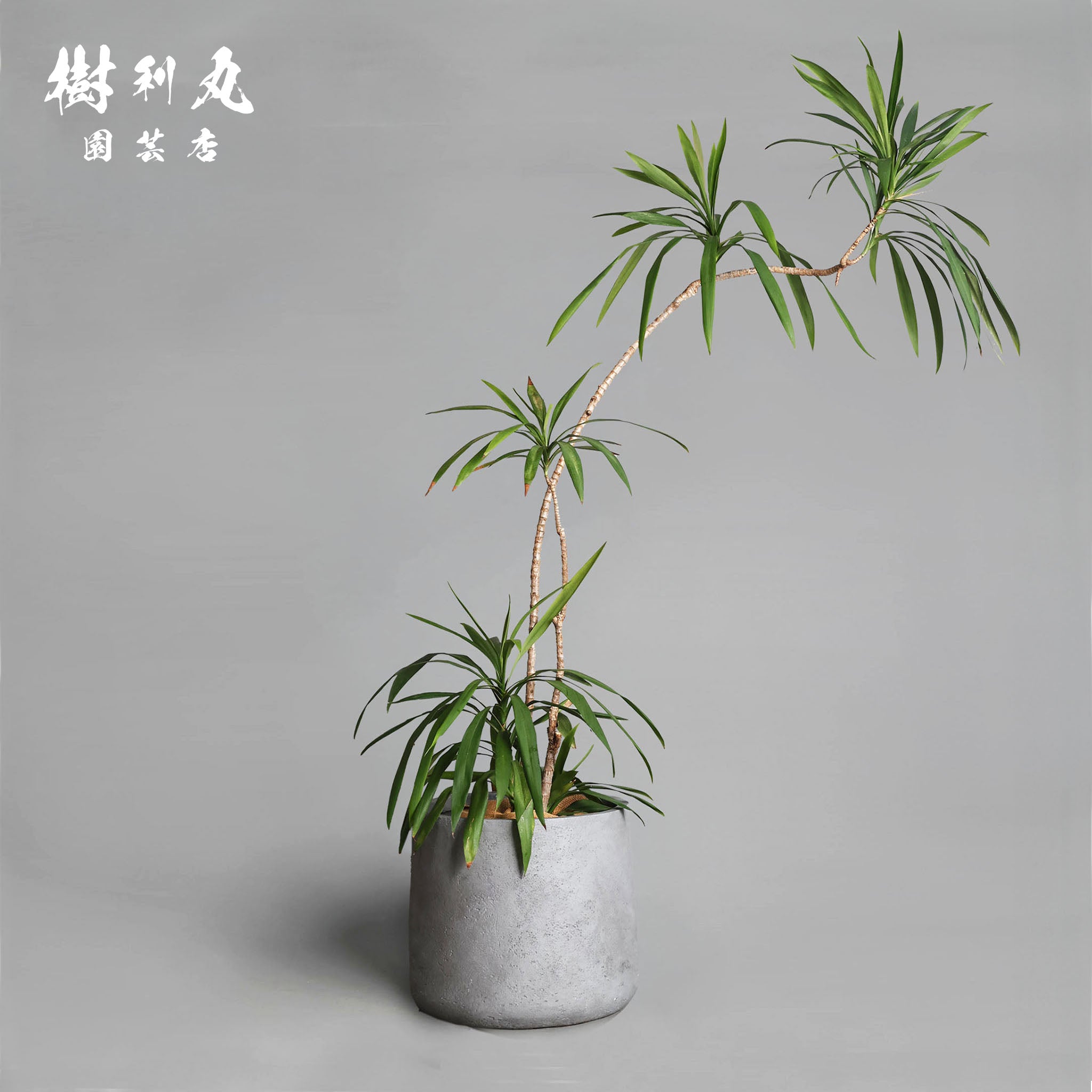 CL1_1_b15b0a1d-9e9f-4e19-929d-