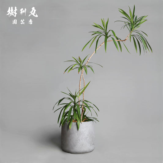 揺れながら、揺るがない - コルジリネ・ストリクタ