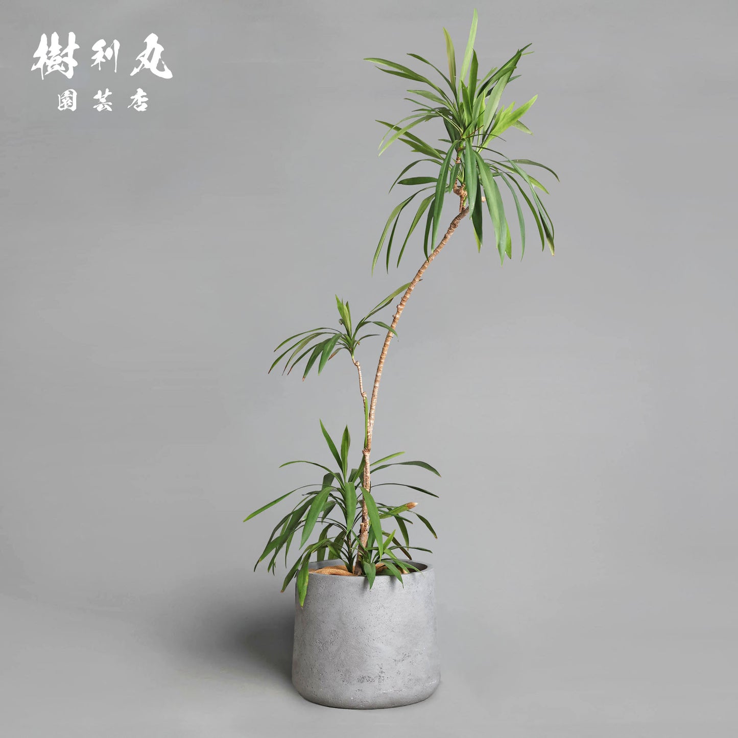 揺れながら、揺るがない - コルジリネ・ストリクタ