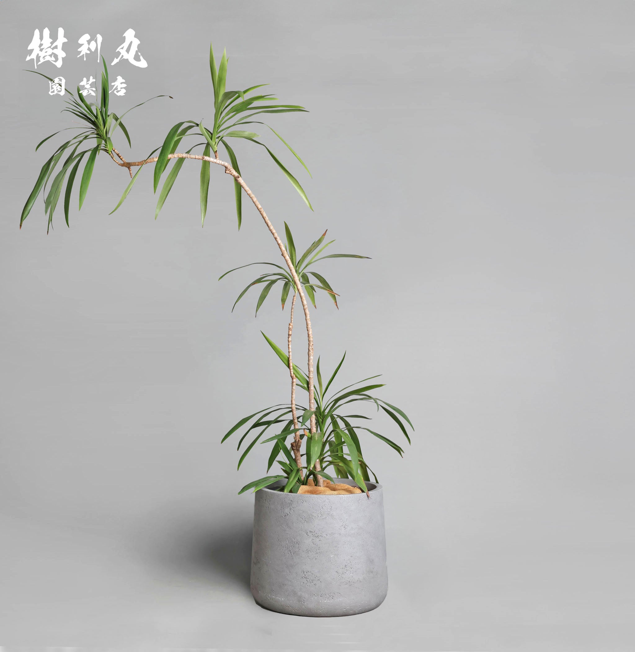 揺れながら、揺るがない - コルジリネ・ストリクタ – 樹利丸 園芸店