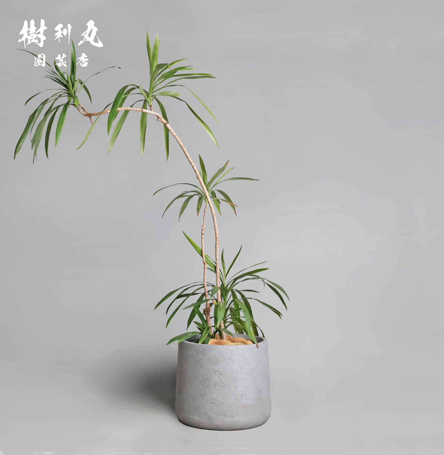 揺れながら、揺るがない - コルジリネ・ストリクタ