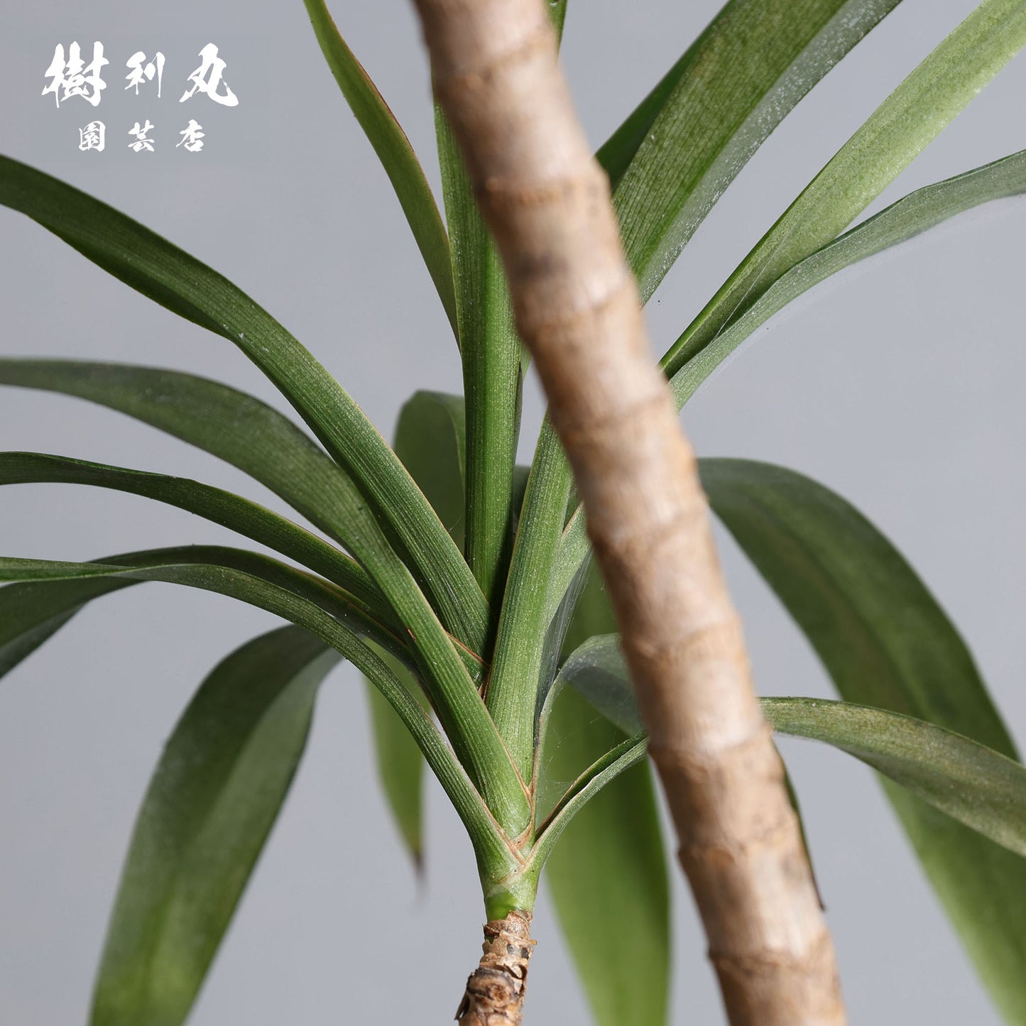 揺れながら、揺るがない - コルジリネ・ストリクタ