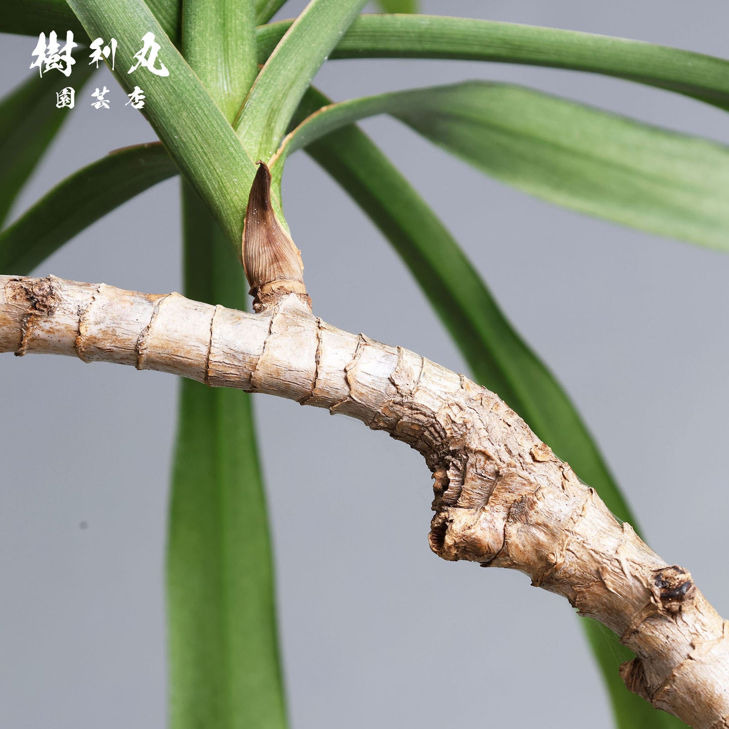 揺れながら、揺るがない - コルジリネ・ストリクタ