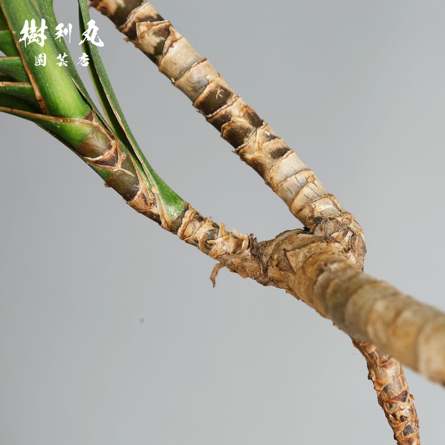 揺れながら、揺るがない - コルジリネ・ストリクタ