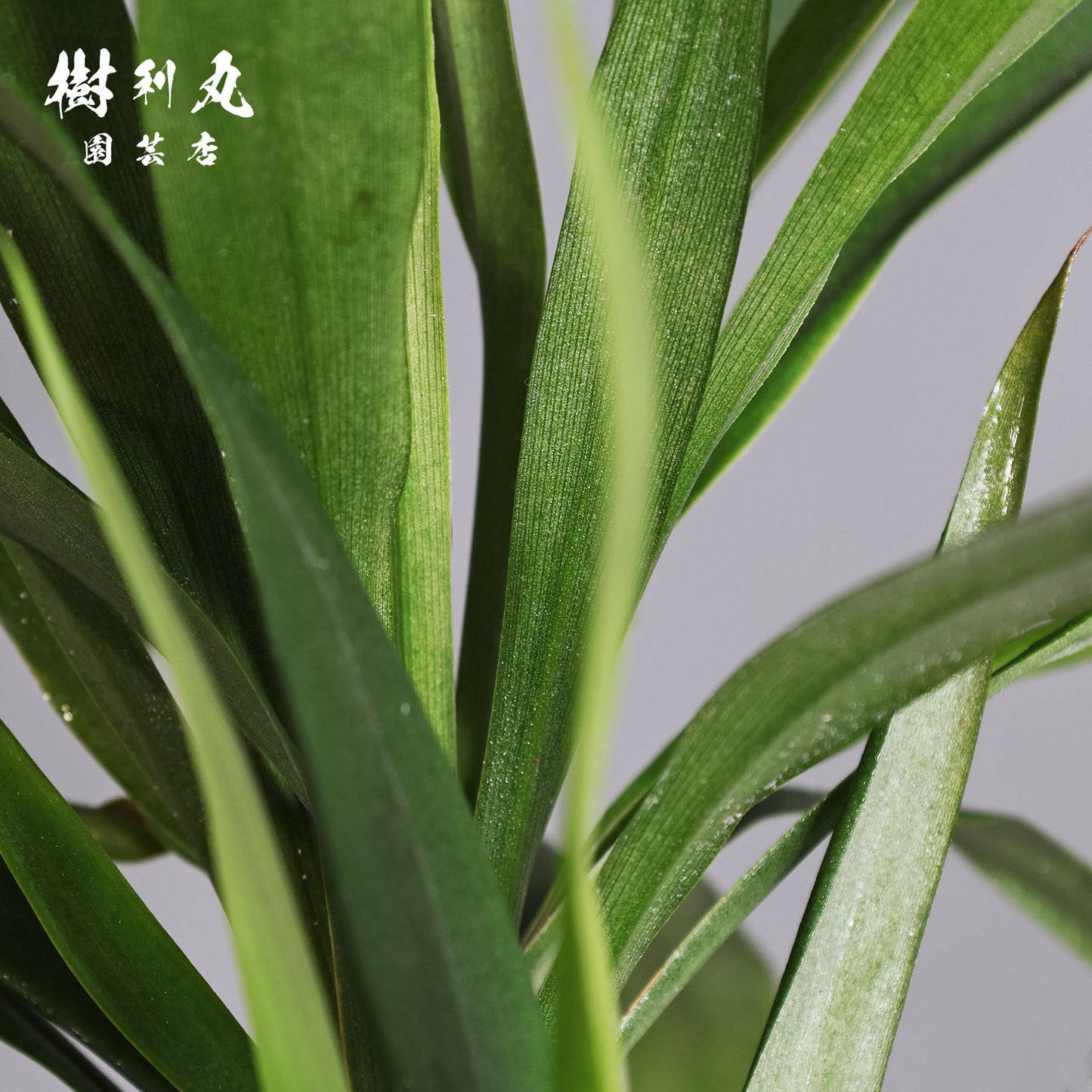 揺れながら、揺るがない - コルジリネ・ストリクタ