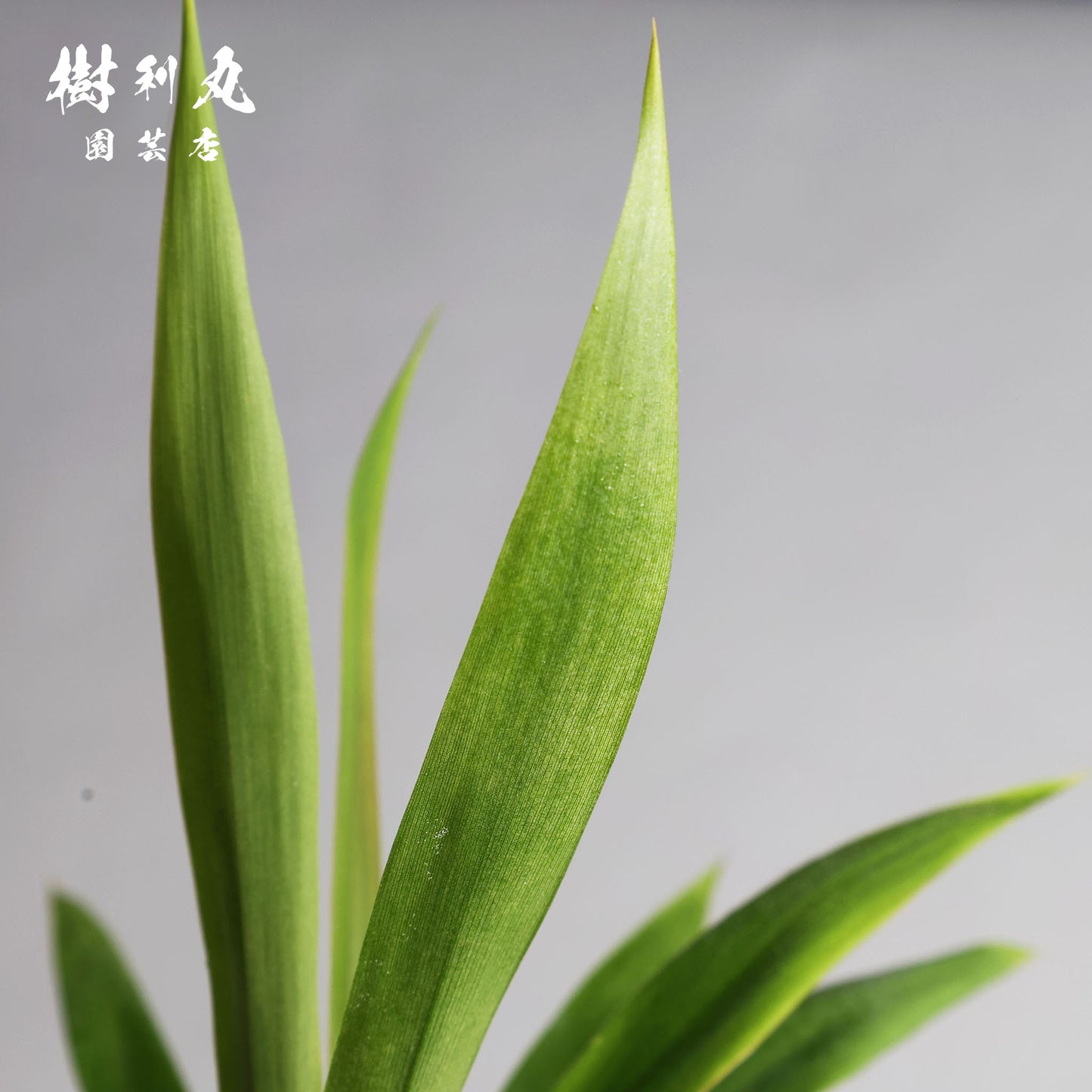 揺れながら、揺るがない - コルジリネ・ストリクタ