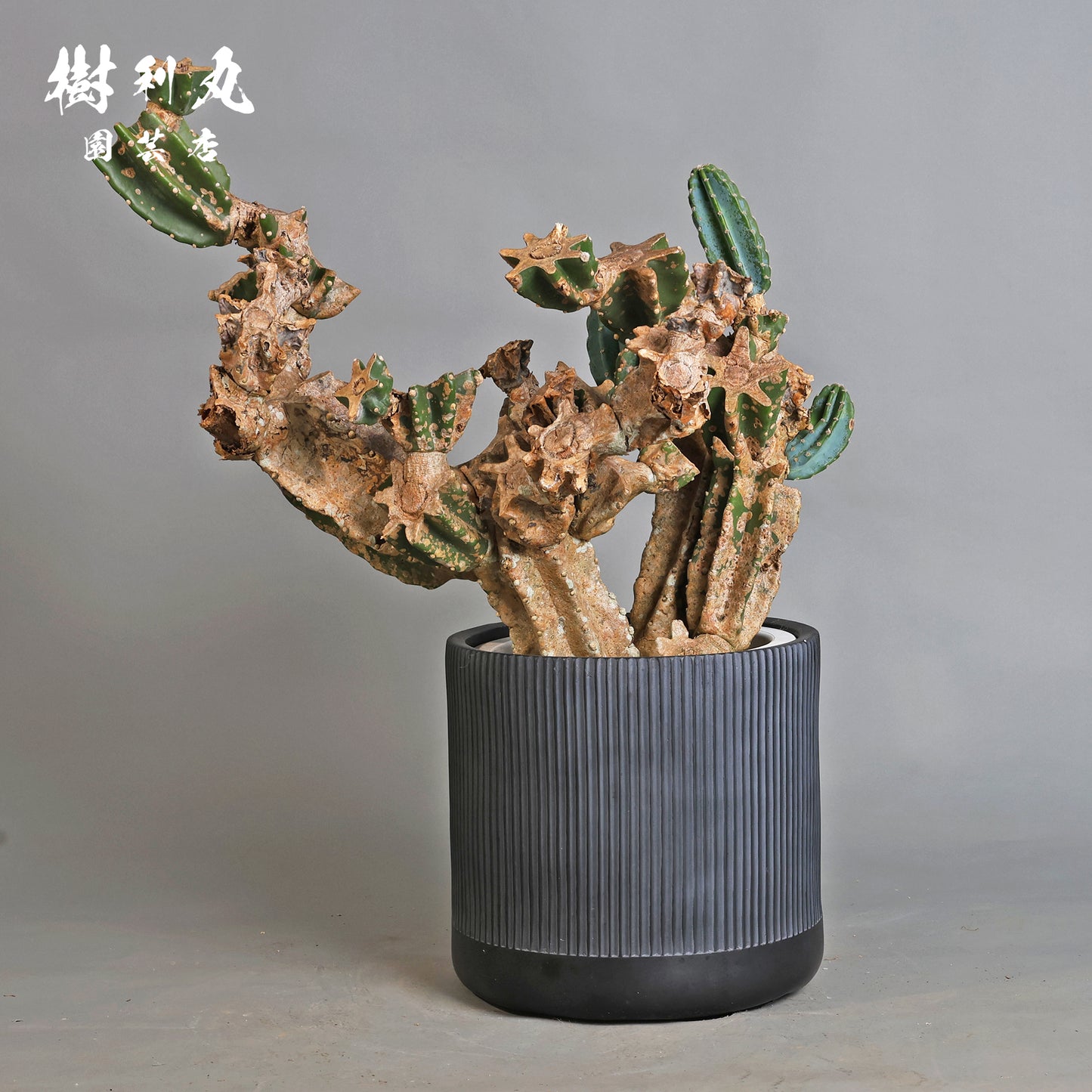 挫けぬ者の佇まい - 柱サボテン