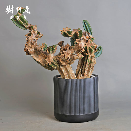 挫けぬ者の佇まい - 柱サボテン