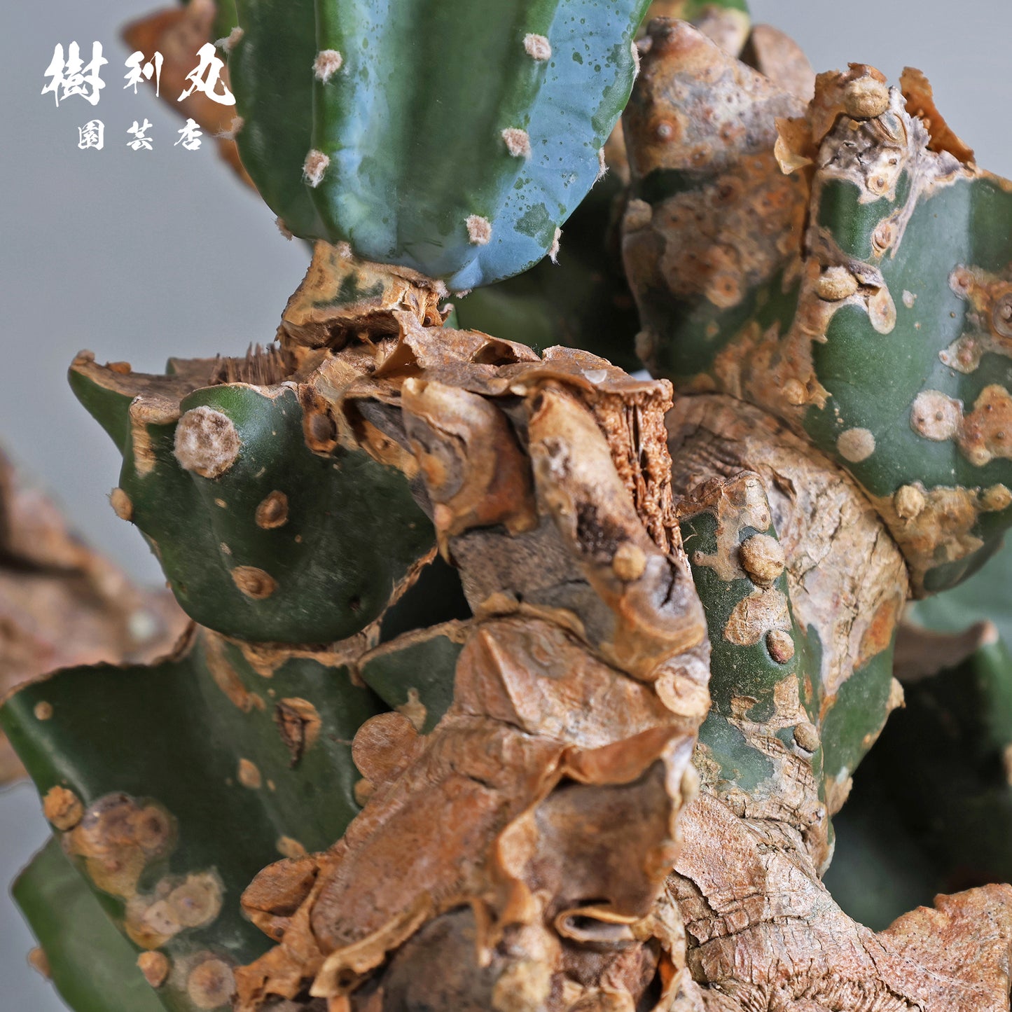 挫けぬ者の佇まい - 柱サボテン