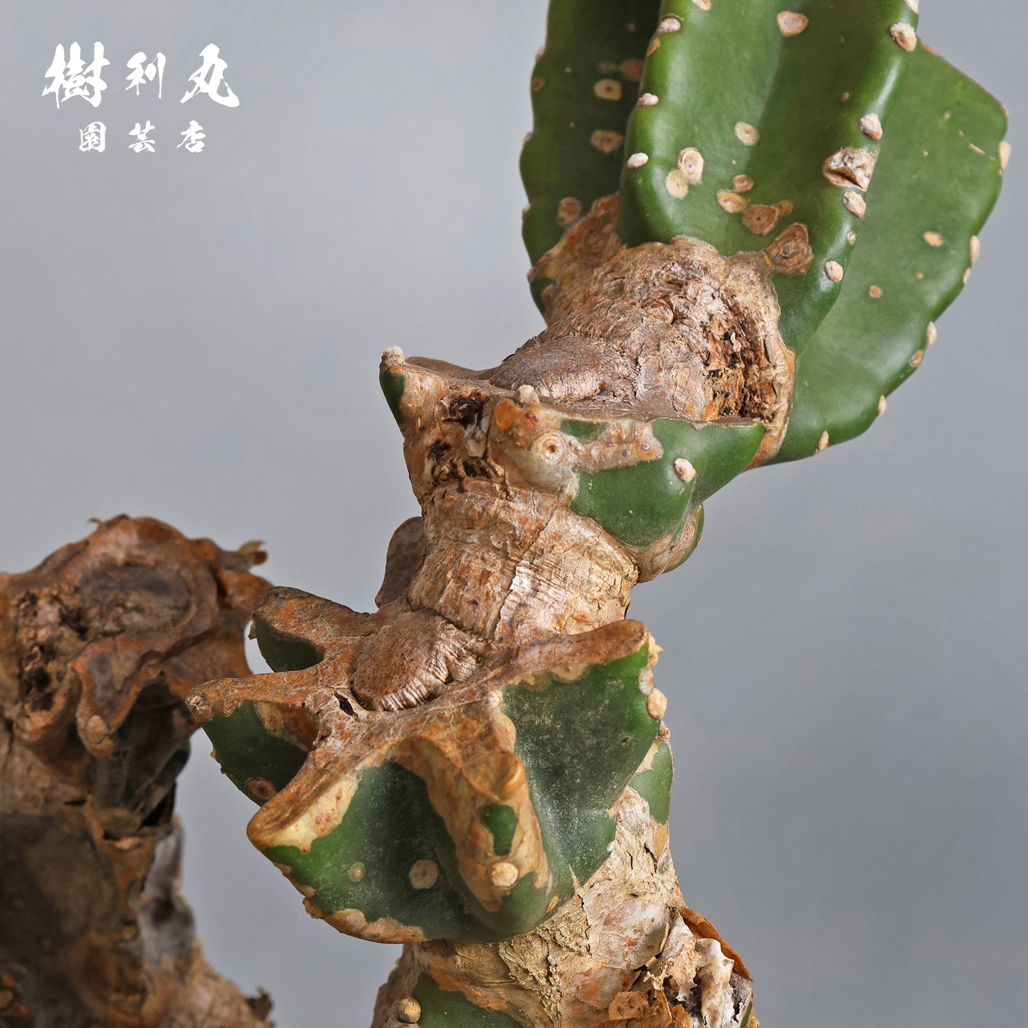 挫けぬ者の佇まい - 柱サボテン