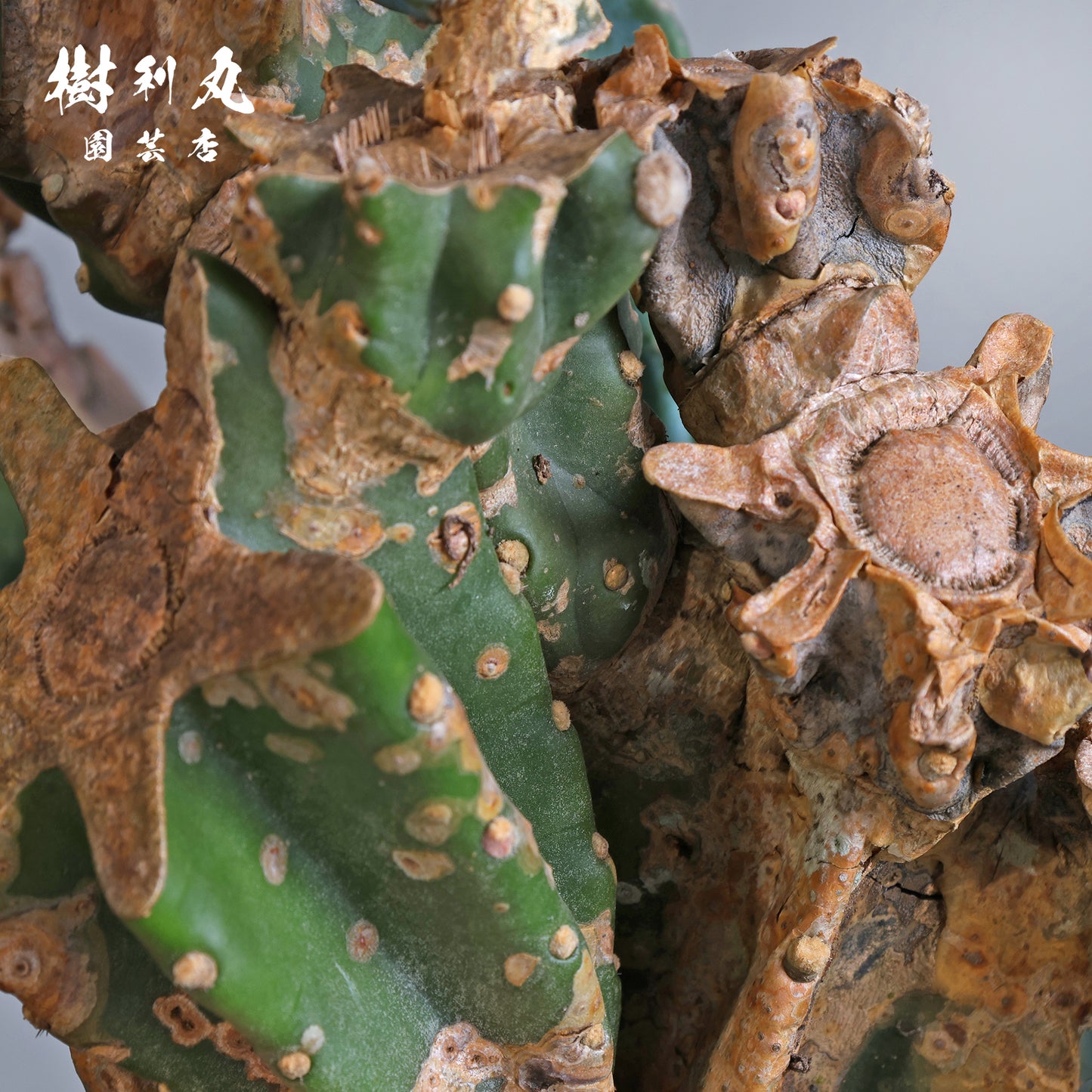 挫けぬ者の佇まい - 柱サボテン