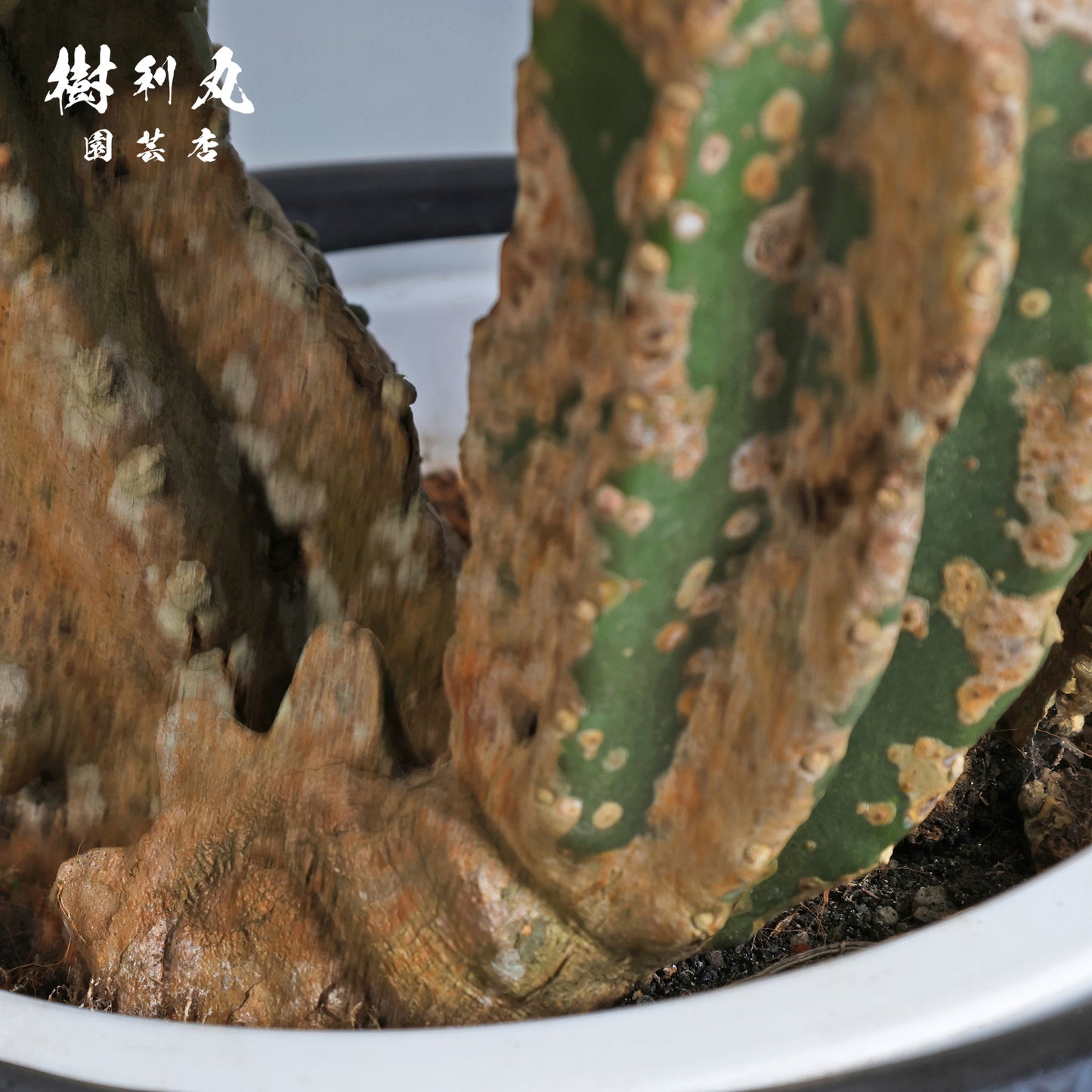 挫けぬ者の佇まい - 柱サボテン