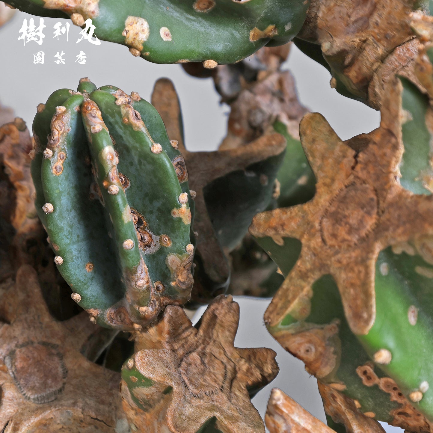 挫けぬ者の佇まい - 柱サボテン