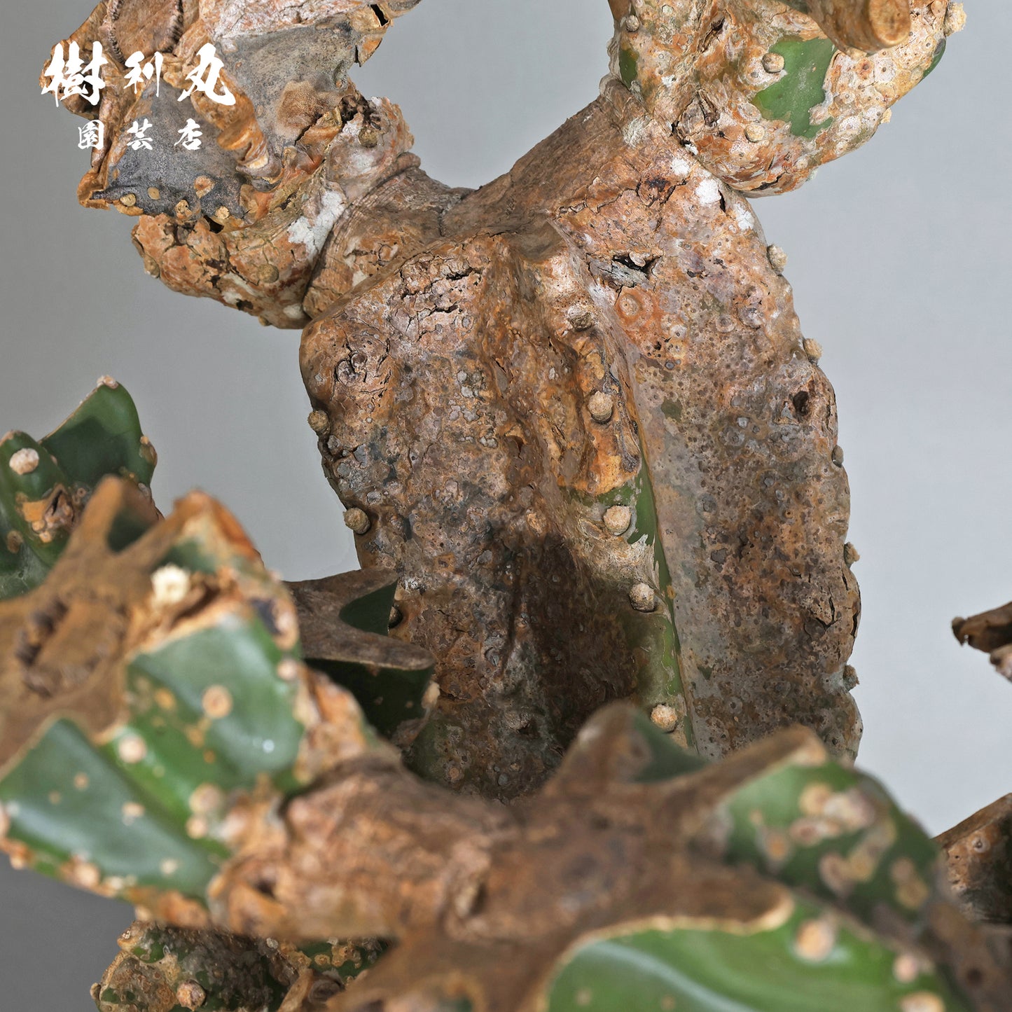 挫けぬ者の佇まい - 柱サボテン