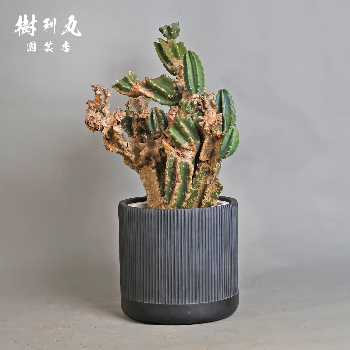 挫けぬ者の佇まい - 柱サボテン