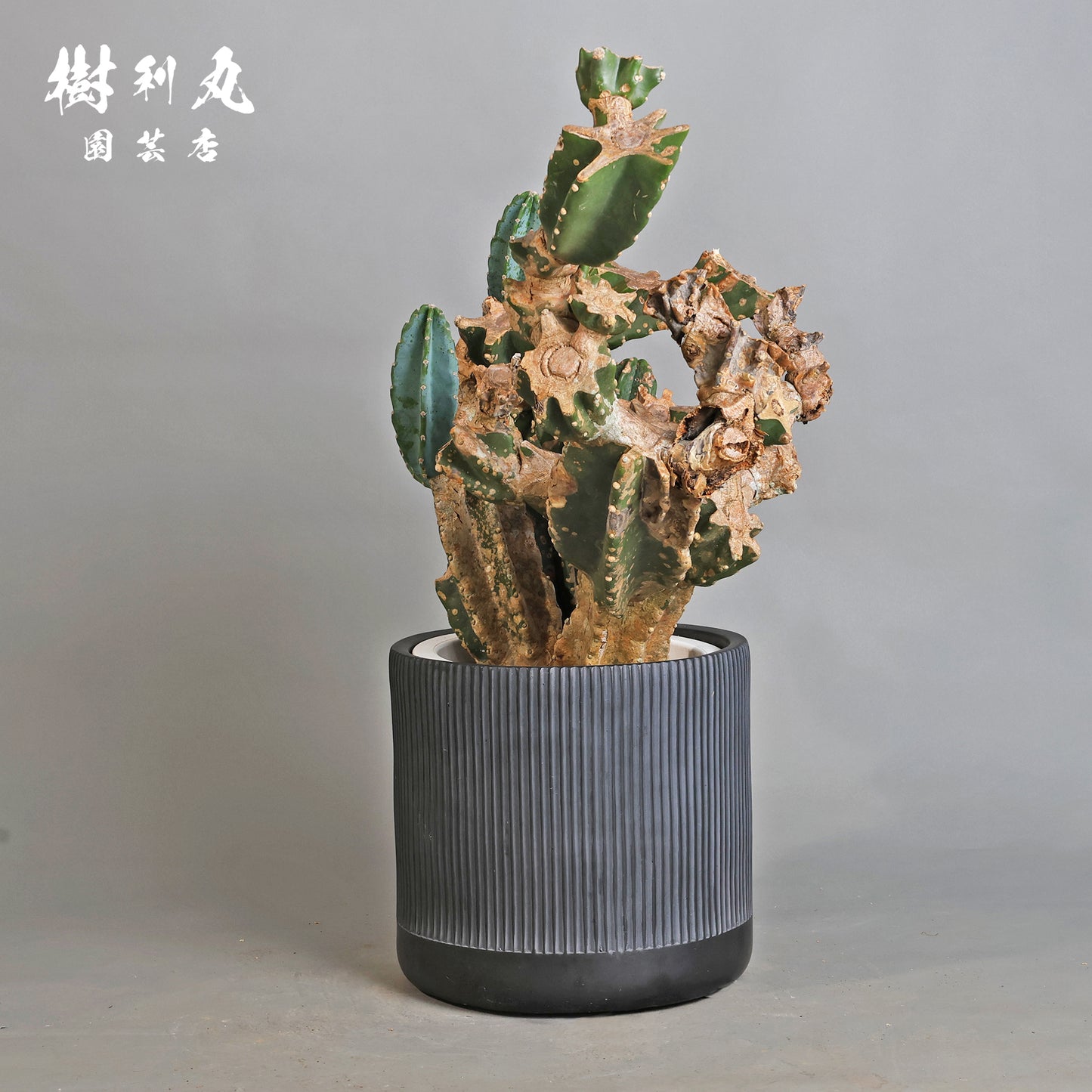 挫けぬ者の佇まい - 柱サボテン