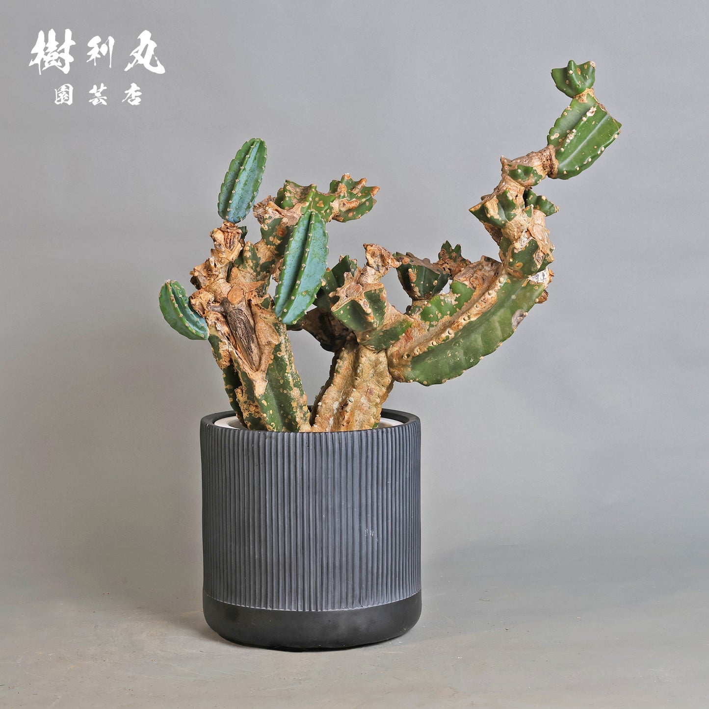 挫けぬ者の佇まい - 柱サボテン